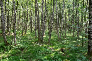 Carpathian huş ağacı (Betula carpatica) yüksek Rhoen, Hesse, Almanya 'daki kırmızı bataklıkta