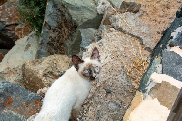 A white street cat with a dark face and blue eyes sits on stones on the Canary Island of Gran Canaria in Spain