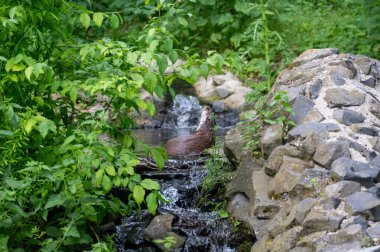 Bir su samuru (Lutrinae) sığ sularda küçük bir akarsu kenarında