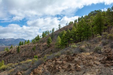 İspanya 'nın Gran Canaria adasındaki bir dağda Kanarya çamı (Pinus canariensis)