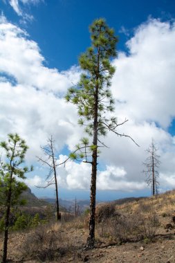 İspanya 'nın Gran Canaria adasındaki bir dağda mavi gökyüzü ve bulutlarla Kanarya çamı (Pinus canariensis)