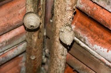Çatı kiremitlerinin yanındaki eski bir evin altında boş eşekarısı yuvası