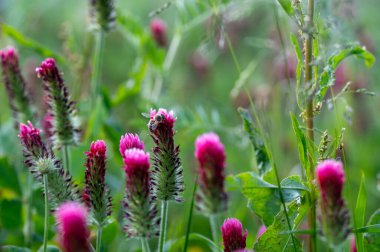 Yeşil doğada pembe bir çiçek açan arı.