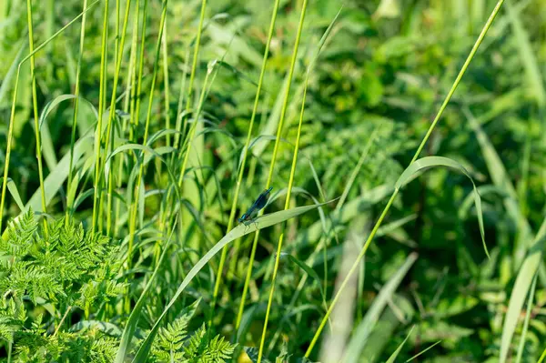 Mavi güzellik yusufçuk - Yeşil doğada Calopteryx bakire
