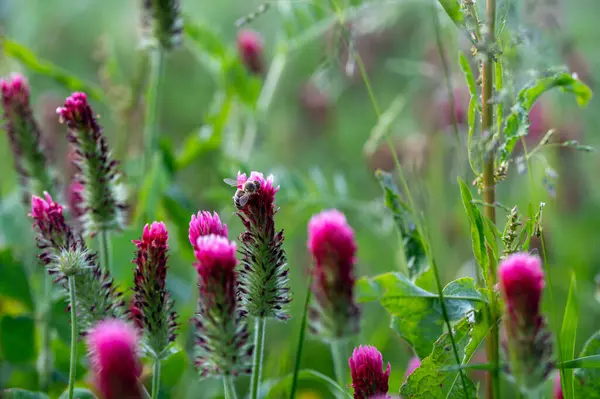 Yeşil doğada pembe bir çiçek açan arı.
