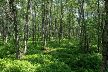 Carpathian huş ağacı (Betula carpatica) yüksek Rhoen, Hesse, Almanya 'daki kırmızı bataklıkta