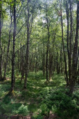 Carpathian huş ağacı (Betula carpatica) yüksek Rhoen, Hesse, Almanya 'daki kırmızı bataklıkta