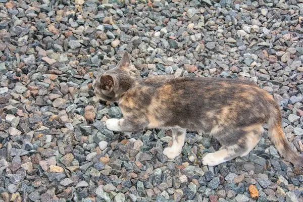 A wild gray street cat on gray gravel stones on the Canary Island of Gran Canaria in Spain