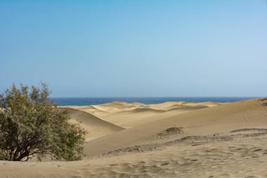 Kumsal, kum tepeleri ve Maspaloma 'da Gran Canaria, İspanya' da bir ağaç. Mavi gökyüzü ile deniz manzarası. Dev kum tepeleri küçük bir çöle benzer ve doğa koruma alanıdır..