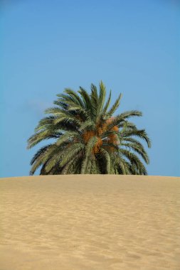 Kum tepeciğinin arkasında mavi gökyüzü olan bir palmiye ağacı.