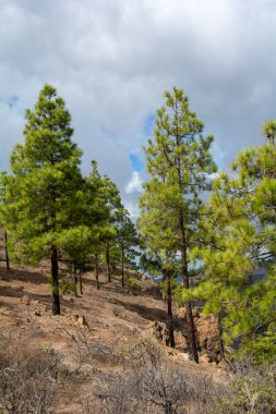 İspanya 'nın Gran Canaria adasındaki bir dağda mavi gökyüzü ve bulutlarla Kanarya çamı (Pinus canariensis)