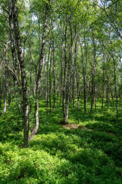 Carpathian huş ağacı (Betula carpatica) yüksek Rhoen, Hesse, Almanya 'daki kırmızı bataklıkta