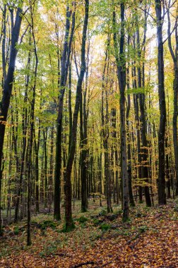 Sonbaharda yaprakları bol bir orman.