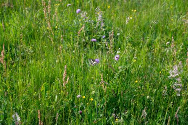 Bir kelebek - Kırlangıç (Papilio machaon) yeşil bir çayırda bir bitkinin üzerinde oturur
