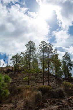 İspanya 'nın Gran Canaria adasındaki bir dağda mavi gökyüzü ve bulutlarla Kanarya çamı (Pinus canariensis)