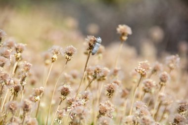 İspanya 'nın Tenerife Kanarya Adası' ndaki doğadaki bir bitkinin üzerindeki gri uzun boynuzlu böcek.