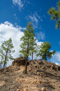 İspanya 'nın Gran Canaria adasındaki bir dağda mavi gökyüzü ve bulutlarla Kanarya çamı (Pinus canariensis)