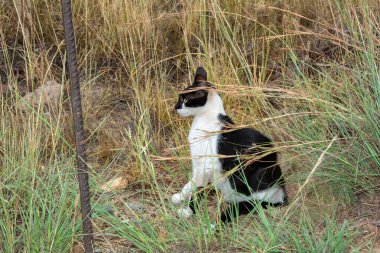 İspanya 'daki Kanarya Adası' nda vahşi bir siyah beyaz sokak kedisi.