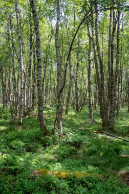 Carpathian huş ağacı (Betula carpatica) yüksek Rhoen, Hesse, Almanya 'daki kırmızı bataklıkta
