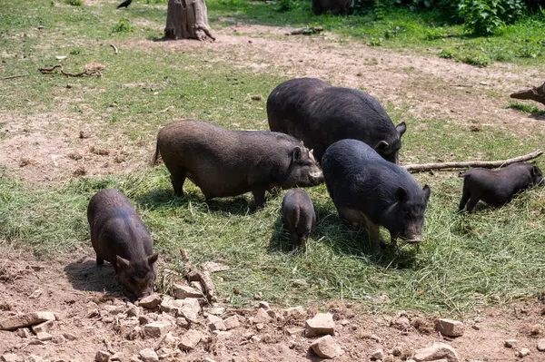 Yaban domuzu ailesi (Sus scrofa) yiyor
