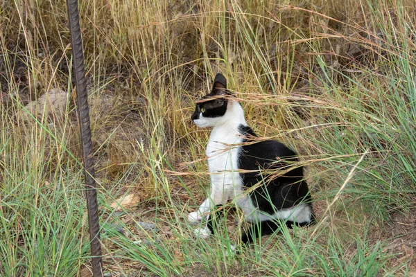 İspanya 'daki Kanarya Adası' nda vahşi bir siyah beyaz sokak kedisi.