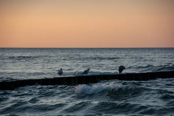 Dalgalar denizde, gökyüzü ve martı Groyne 'da
