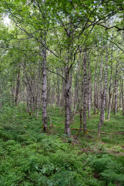 Carpathian huş ağacı (Betula carpatica) yüksek Rhoen, Hesse, Almanya 'daki kırmızı bataklıkta