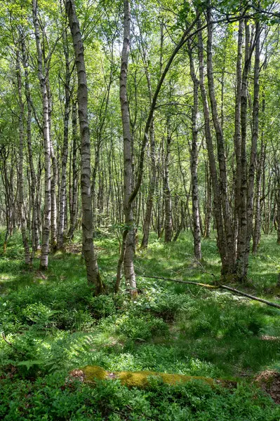 Carpathian huş ağacı (Betula carpatica) yüksek Rhoen, Hesse, Almanya 'daki kırmızı bataklıkta