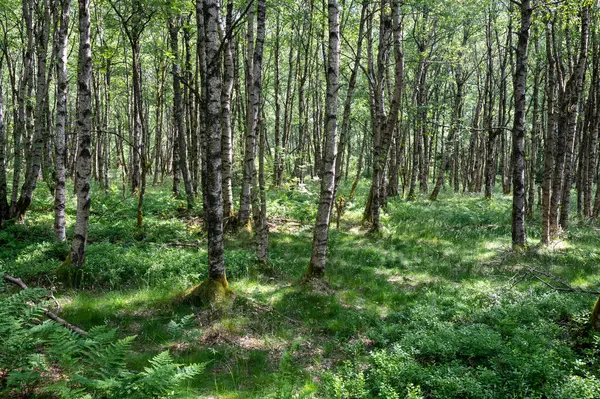 Carpathian huş ağacı (Betula carpatica) yüksek Rhoen, Hesse, Almanya 'daki kırmızı bataklıkta