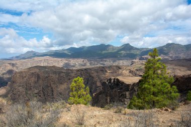 İspanya 'nın Gran Canaria adasındaki bir dağda Kanarya çamı (Pinus canariensis)
