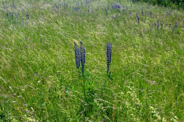 Yüksek Rhoen, Bavyera, Almanya 'da mor lupinli yeşil çayırlar
