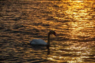 Beyaz bir kuğu gün batımında denizdeki altın gibi parlayan suda yüzer.
