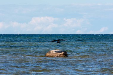 Karabatak kuşu (Phalacrocoracidae), Almanya 'nın Timmendorf kenti yakınlarındaki Poel adasında yer alan Baltık Denizi kıyısında uçar.