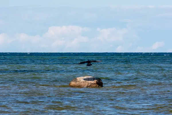 stock image Cormorant bird ( Phalacrocoracidae ) flies on the Baltic Sea coast on the island of Poel near Timmendorf, Germany