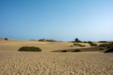 İspanya 'daki Gran Canaria' daki Maspaloma 'nın kumullarında. Kumda yeşil bitkiler var. Dev kum tepeleri küçük bir çöle benzer ve doğa koruma alanıdır..