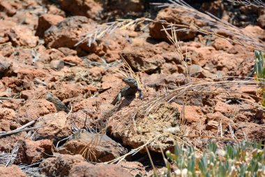 İspanya 'nın Tenerife Kanarya Adası' nda bir Kanarya Adaları kertenkelesi (Gallotia galloti).