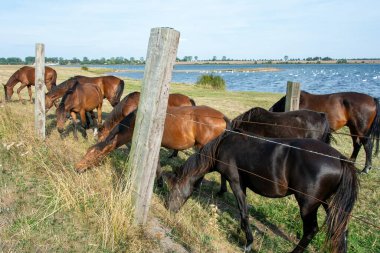 Horses in the pasture on the shore of a lake with many swans in the water, on the island of Poel, Germany clipart