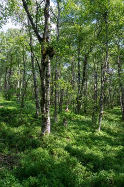 Carpathian huş ağacı (Betula carpatica) yüksek Rhoen, Hesse, Almanya 'daki kırmızı bataklıkta