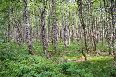 Carpathian huş ağacı (Betula carpatica) yüksek Rhoen, Hesse, Almanya 'daki kırmızı bataklıkta