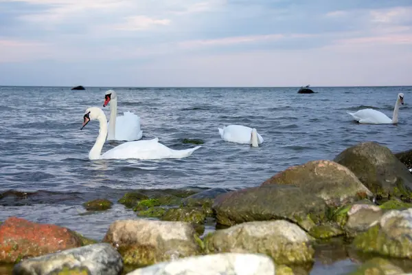 stock image White swans swim in the water in a sea