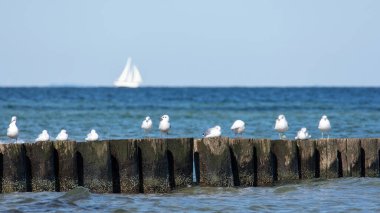 Birçok martı denizde, Baltık Denizi kıyısında Timmendorf, Almanya yakınlarındaki Poel adasında, bir yelkenli teknesinde bulunur.