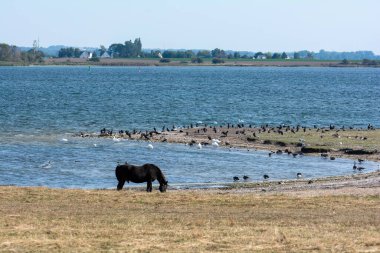 Kuşlarla dolu bir gölün kıyısındaki çayırda bir at.