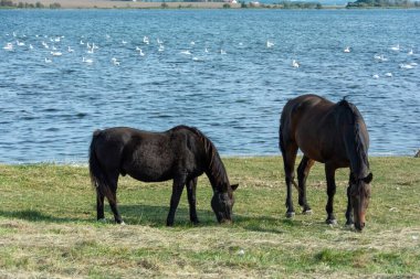 Almanya 'nın Poel adasında, suda birçok kuğu olan bir gölün kıyısındaki çayırda iki at.