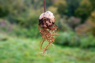 Kökleri yeşil arka planda olan Avokado (Persea americana) çekirdeği