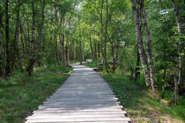 Rhoen, Bavyera, Almanya 'da ağaçlarla kaplı siyah bozkır, yeni bir çayırlık yol ve park bankıyla