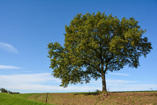 A tree in a dry meadow with a blue sky