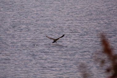 Bir karabatak (Phalacrocoracidae) suyun üzerinde uçar.