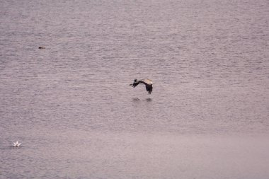 Gri balıkçıl (Ardea cinerea) suyun üzerinde uçar.