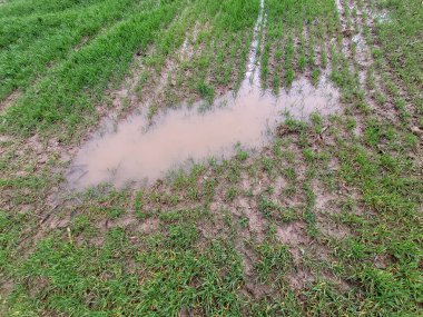 Bitmeyen yağmurdan sonra su birikintisi ve yeşil çimenler.