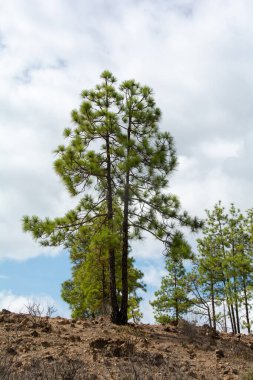 İspanya 'nın Gran Canaria adasındaki bir dağda mavi gökyüzü ve bulutlarla Kanarya çamı (Pinus canariensis)